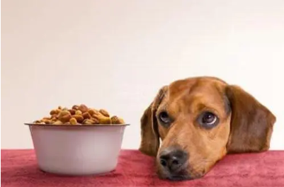 犬粮的购买依据 | 狗粮选购的基本原则