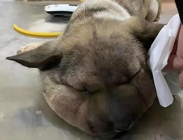 流浪狗头比身体还大,以为是被蜜蜂蛰了,了解情况后心疼不已