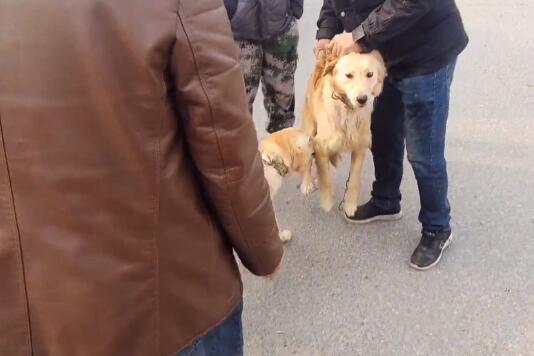 1150,孩子买狗父母嫌弃吃得多的两只金毛一起上狗肉车,大妈:喂得烦死了