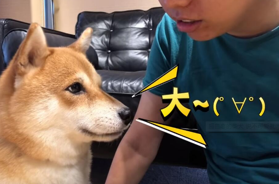 超自恋的柴犬 说不可爱就肉拳攻击