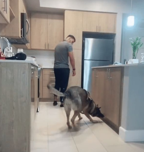 搜爆犬退役后闲不住,主人买来“弹药”,真是个劳碌汪啊