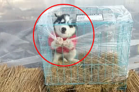 网友网购了一只小二哈，接狗子时看到眼前一幕有些怂了！