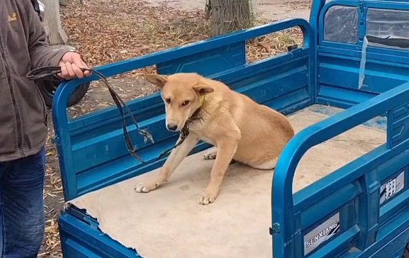 瘸腿狗狗卖狗贩,临别时,狗狗险些咬伤主人