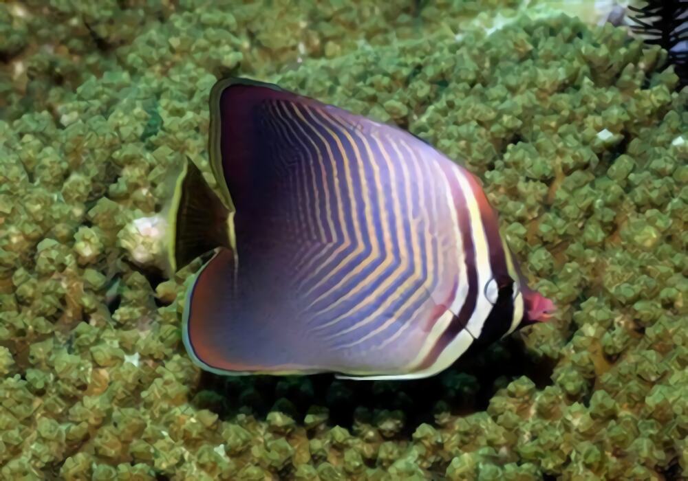 印度洋天皇蝶身份信息