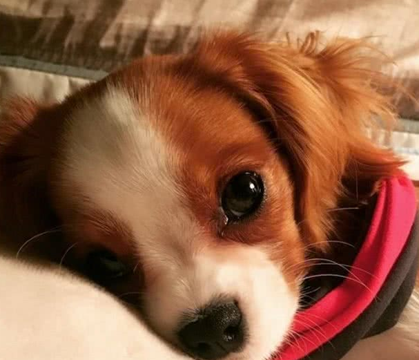 超迷你小猎犬拥有水汪汪大眼逆龄童颜让网友全融化
