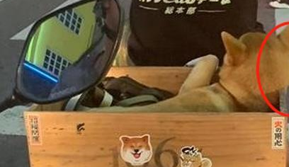 柴犬坐车兜风,已经看穿某些偷拍,还提示不要看我,看路