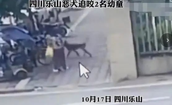 烈犬咬伤人后,宠物粮快递被投毒,流浪动物何去何从?