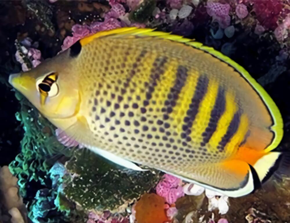 斑带蝴蝶鱼身份信息