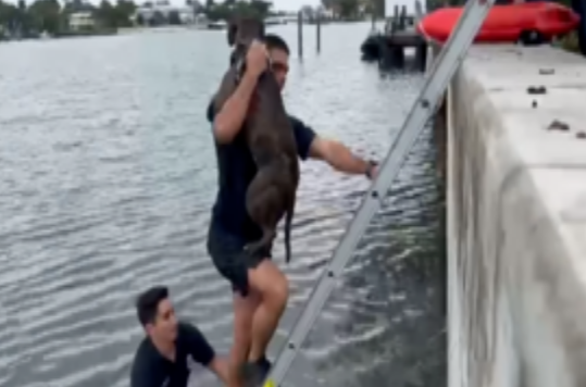 消防员壮汉神救援！一鼓作气拯救落水狗狗