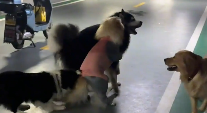 两只狗子打架,边牧拉架。网友:边经理还是通人情世故