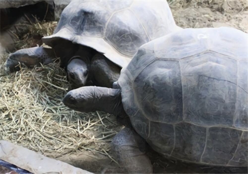 亚达伯拉象龟身份信息