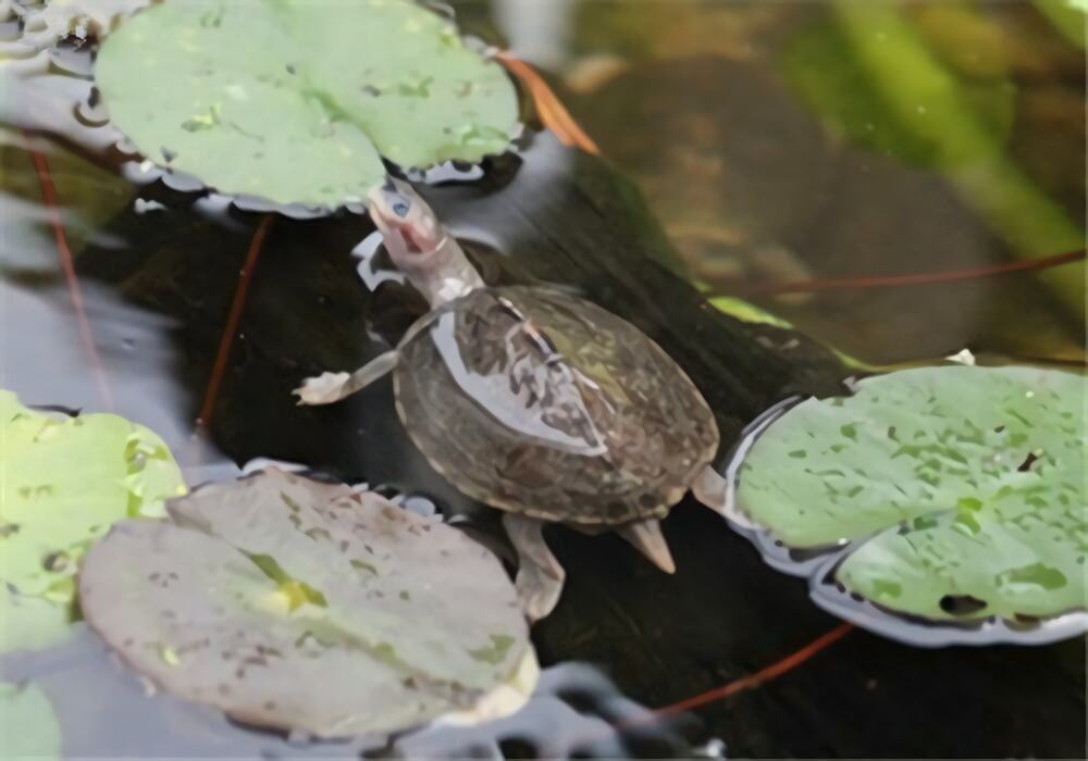 史密斯棱背龟身份信息