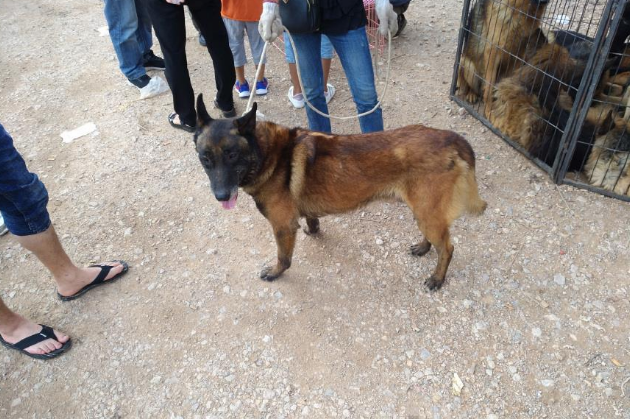 一只五岁的马犬商贩仅500元出售,男子却觉得价格高了!