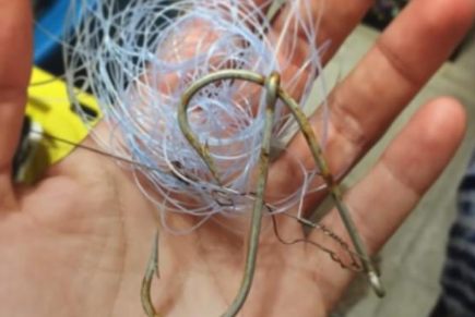救过虎鲨一次,它竟像狗狗一样每次都过来讨摸摸!