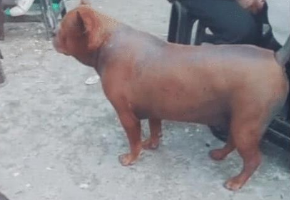 路边遇到一只脆皮狗，外焦里嫩，看着很好吃，动起来后扎心了