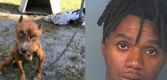 遭恶主铁链拴住弃后院 狗妈饿坏吃掉宝宝保命