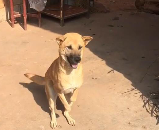 阔别一年返回乡村，土狗作出一番姿势后，小伙的泪水很难禁不住