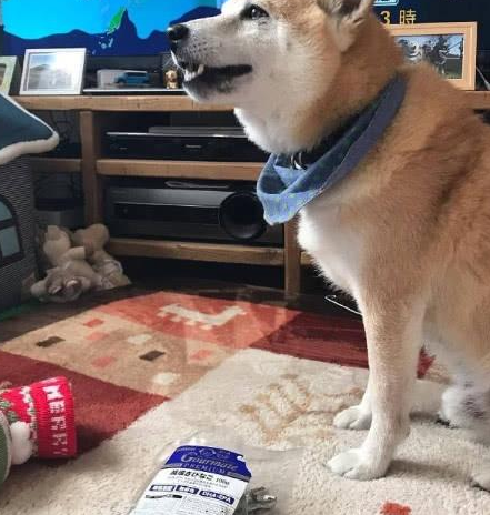 圣诞给秋田犬提前准备袜子,直到狗狗醒来时神情诧异