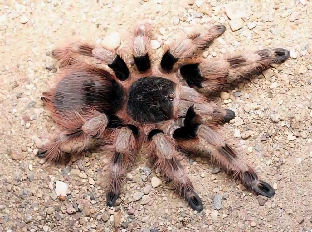 巴西黑白脚身份信息