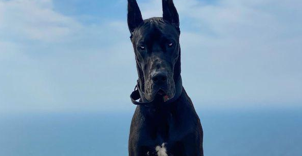 加拿大杜宾犬走红 “外强内软”的反差萌
