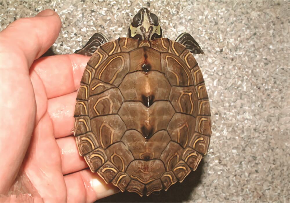 蒙面地图龟身份信息