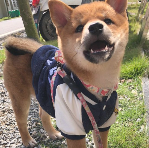 网友叫柴犬醒来去玩,它嫌冷不外出,穿衣服就拽了出来