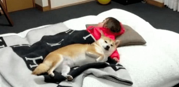 女主让柴犬喊女儿起床,半小时后还没下来,上前一看偷偷拿起棍子
