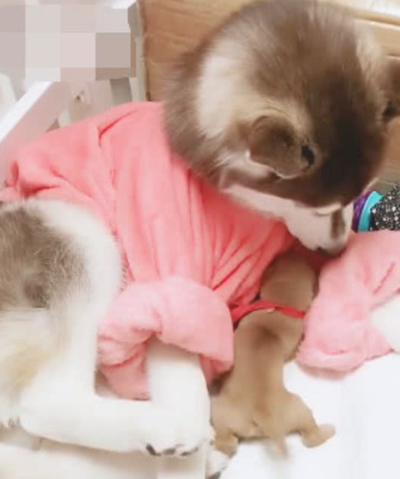 趁金毛不留意,金毛将小狗藏起来,二哈:这是我干儿!