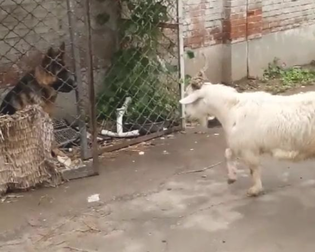 德牧狗狗不是德牧犬吗?现如今却被一只羊吓住