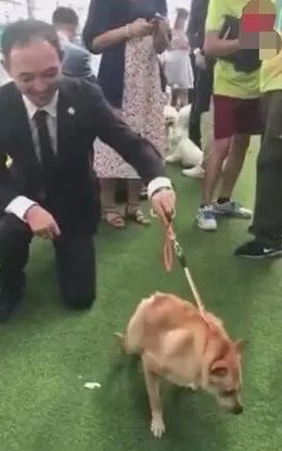 狗狗得侏儒症造成没颈部，发生在宠物展，点爆全部当场！