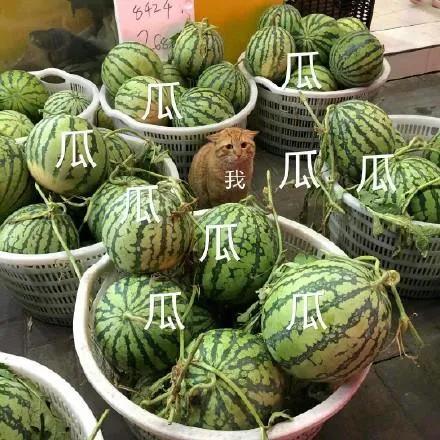 分手就弃养?狗狗做错了什么!我劝这类人还是别害狗了吧!