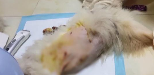 贵阳街边放养大狗不拴绳 闯祸后主人竟这样说