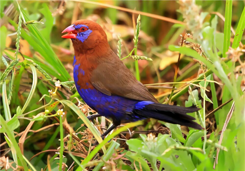 紫蓝饰雀身份信息