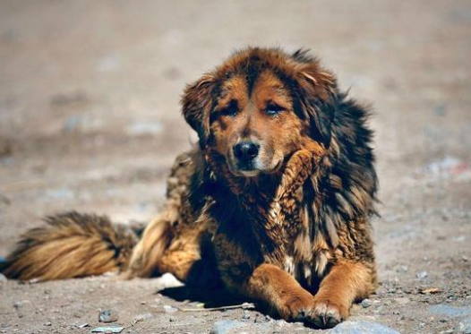 无人区偶遇流浪狗,为一顿饭追车十余里,但真的不能带走它