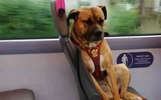 阿姨为宠物犬买公交车票,狗狗全程静坐,乘客都很淡定