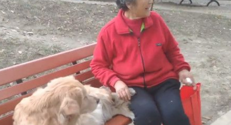 11岁老黄金猎犬不知爷爷过世 每天到公园等爷爷