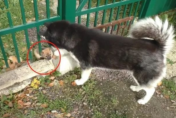 二哈在废弃工厂发觉3只小奶狗,主人刚想抱走,結果狗妈来啦