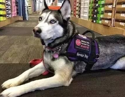 笑一笑,这只二哈真的当上搜救犬啦,可算是给二哈长脸了