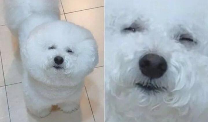 狗子晚上醒来要吃的，铲屎官一看它的脸...笑喷了！