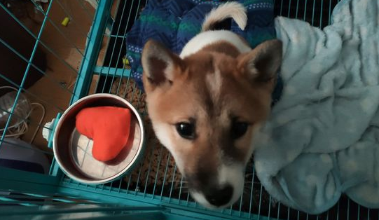 柴犬被关进笼子里，它一脸憋屈的看见网友，狗：帮帮我吧！