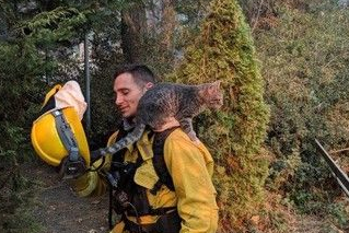 森林大火小猫死里逃生 得消防员解救瞬间成好朋友