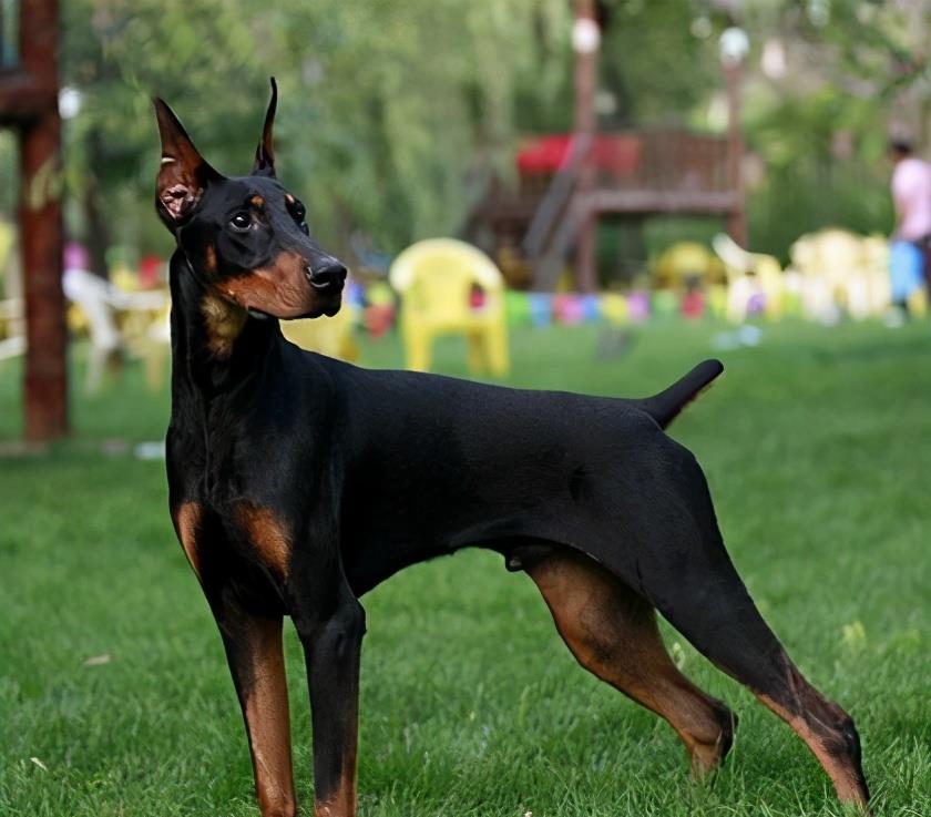 全世界公认5大“出色警犬”,中国犬种榜上有名