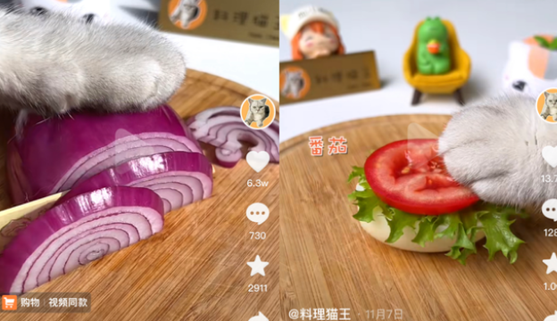 宠物网红,替人赚钱的工具猫狗