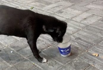 一只爱吃爆爆珠的流浪狗,都吃出经验来了!奶茶店请它做宣传吧!