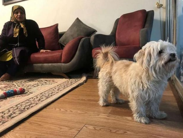 伊朗强硬派：狗是不洁的，遛狗是西方生活方式产物，当局应严打