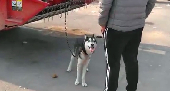 哈士奇拆家犯二，被主人牵去狗市贩卖，二哈站在主人跟前满眼深情