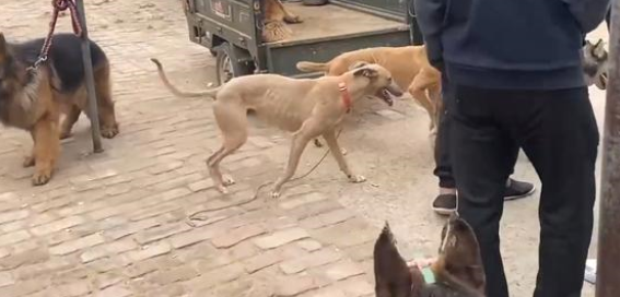 为了卖狗，小伙让它们咬二哈