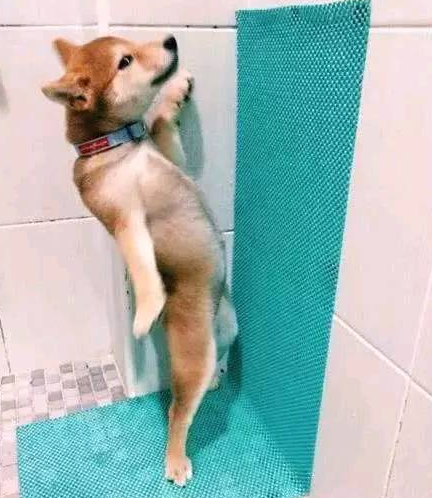 男人养了一只柴犬,下班了回家见到狗狗在厕所,男人笑喷