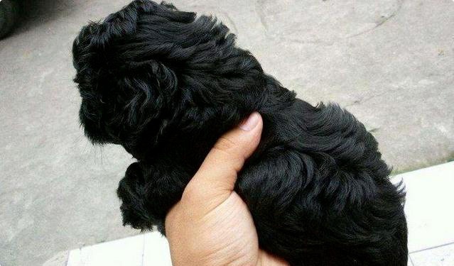 泰迪生了一窝小狗，主人一看却哭了：这是生的什么狗！