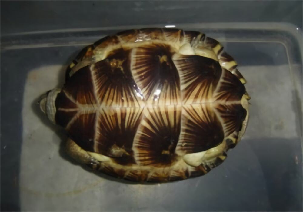 齿缘摄龟身份信息